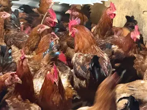 Improved Kienyeji Chicken