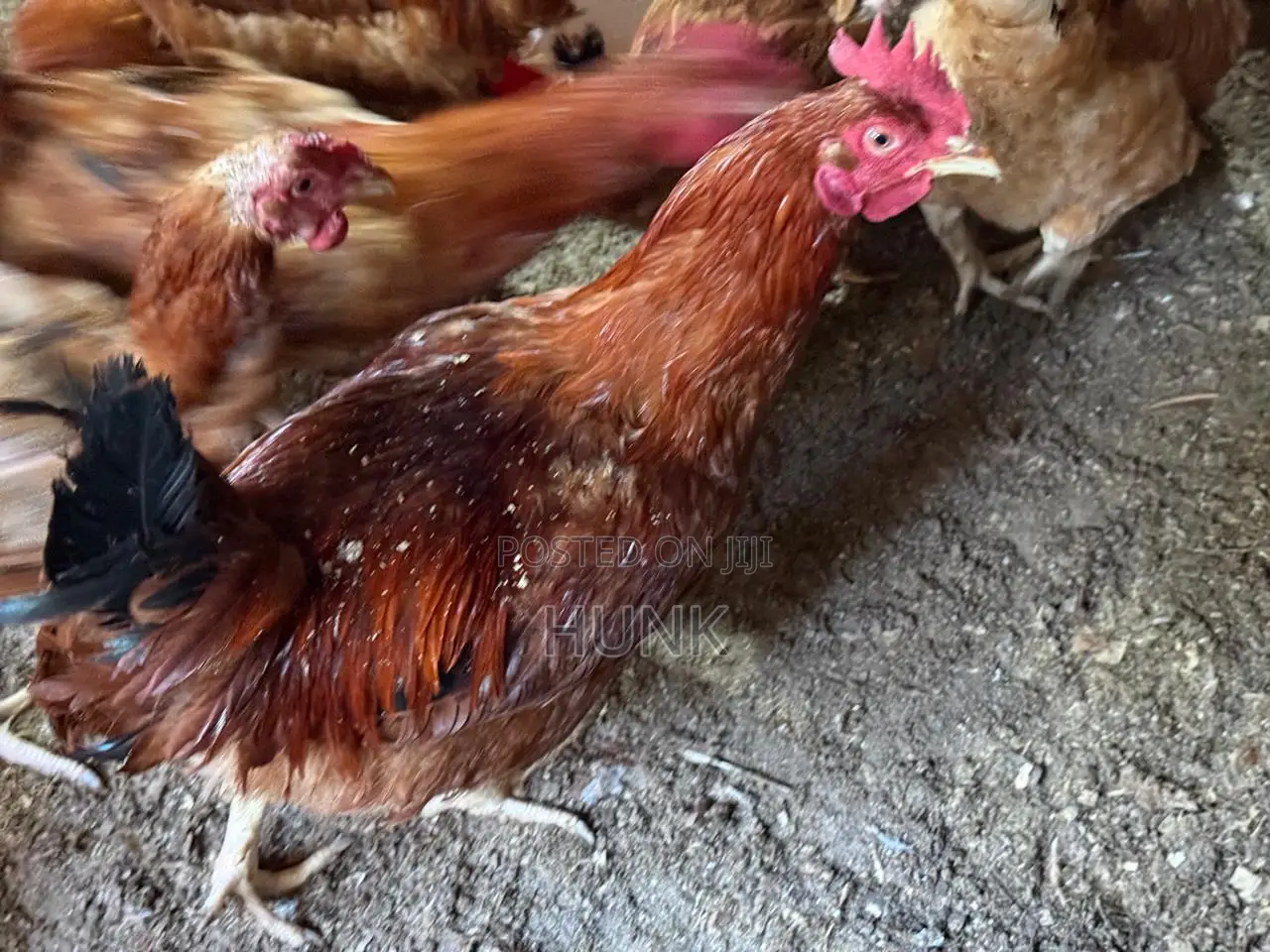 Improved Kienyeji Chicken