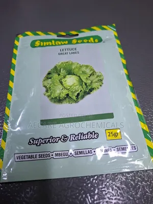 Lettuce Great Lakes 25g Seeds