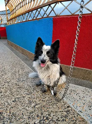 6-12 months Male Purebred Japanese Spitz