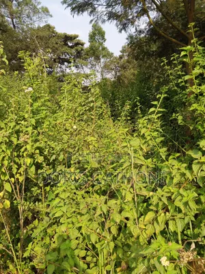 50*100 Plot for Sale