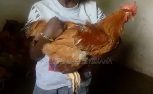 Improved Kienyeji