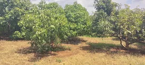 Coffee Farm for Lease