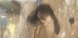 1-3 months Male Mixed Breed German Shepherd