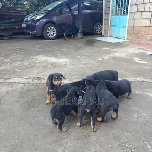 1-3 months Female Purebred Rottweiler