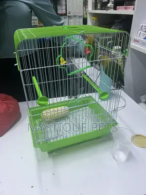 Love :Birds