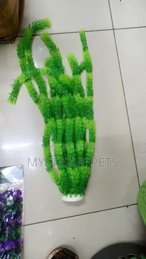Aquarium Plant’s