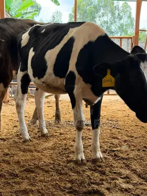 Pedigree Calf's