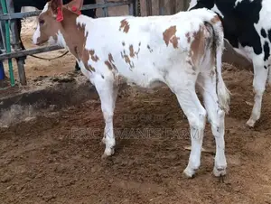 Red Friesian