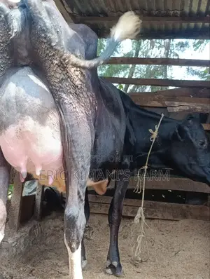 Friesian Milker