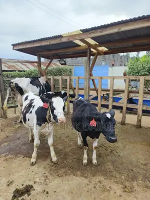 Cattle: Lactating Cows, in-Calf Heifers, Bullying Heifers and Calves
