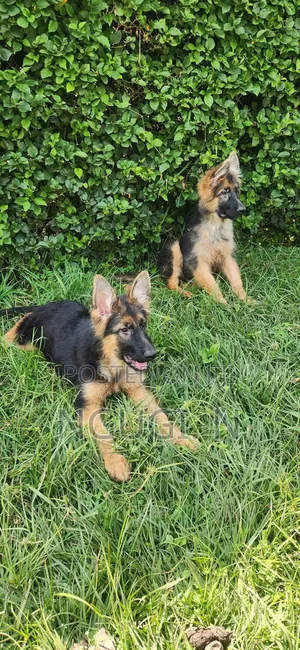 3-6 months Male Purebred German Shepherd