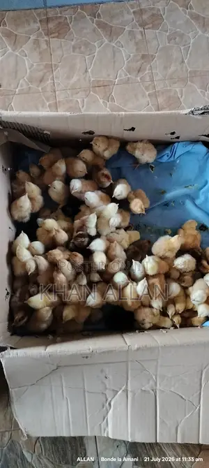 Chicks for Sale
