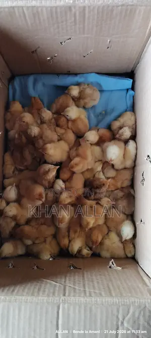 Chicks for Sale
