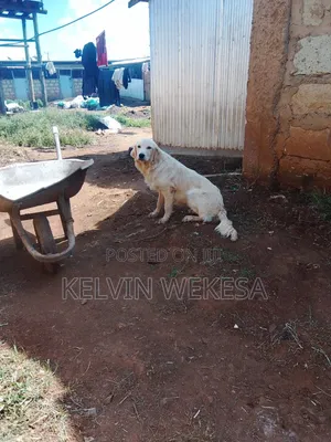 6-12 months Female Purebred Golden Retriever