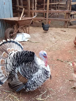 Turkey Mature Male