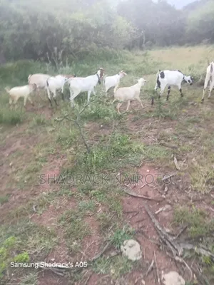 Isiolo Breed,goat