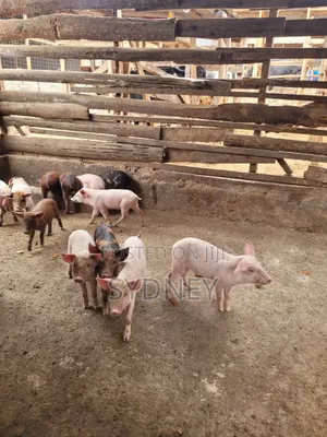 Piglets for Sale