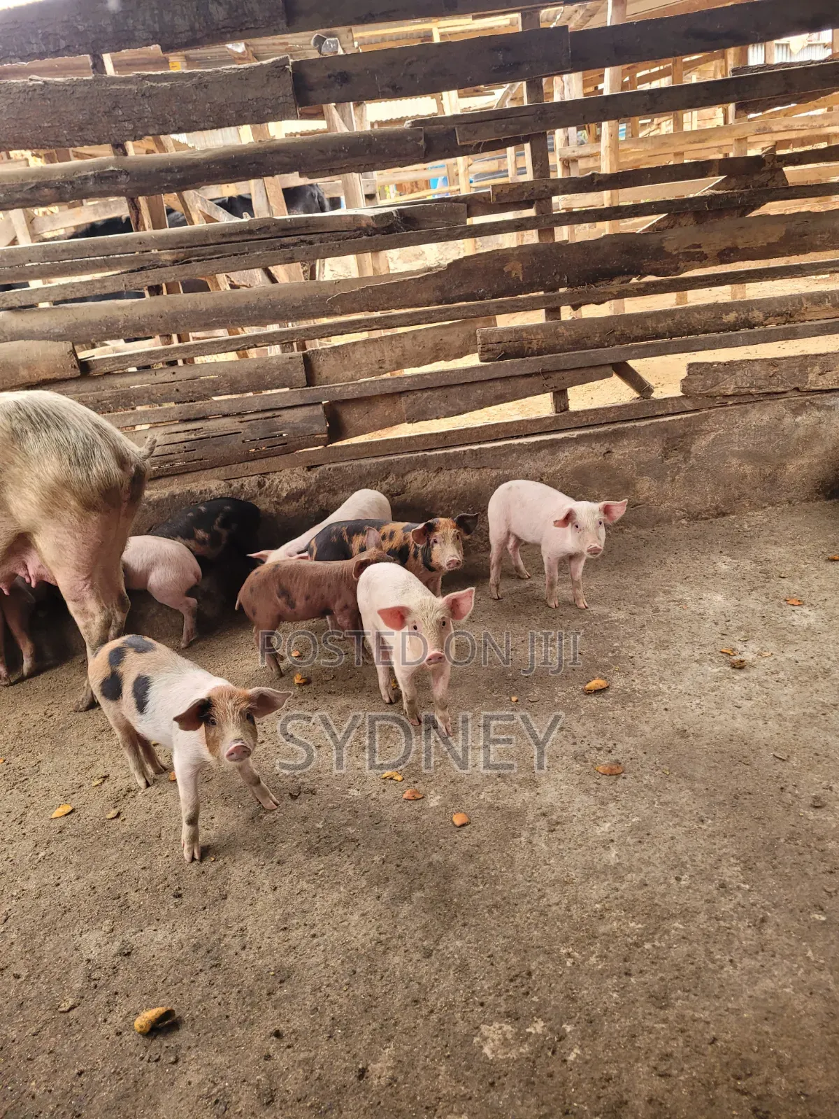 Piglets for Sale
