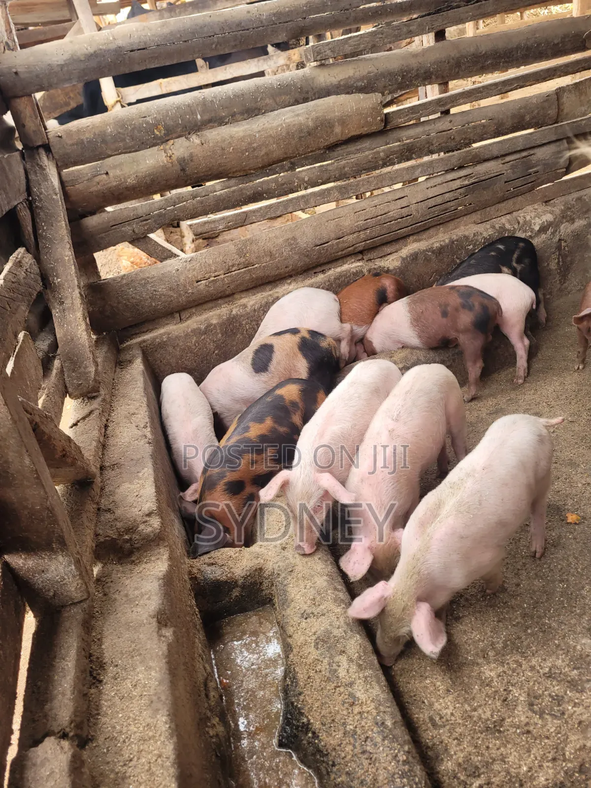 Piglets for Sale