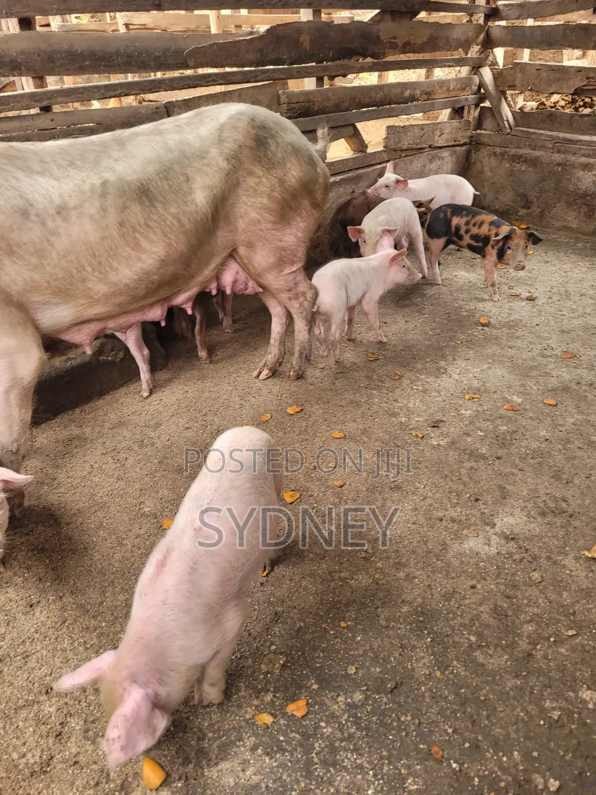 Piglets for Sale