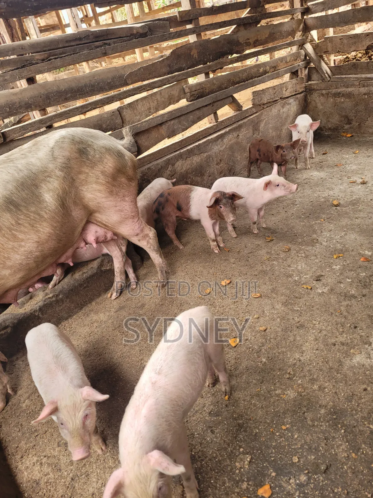 Piglets for Sale