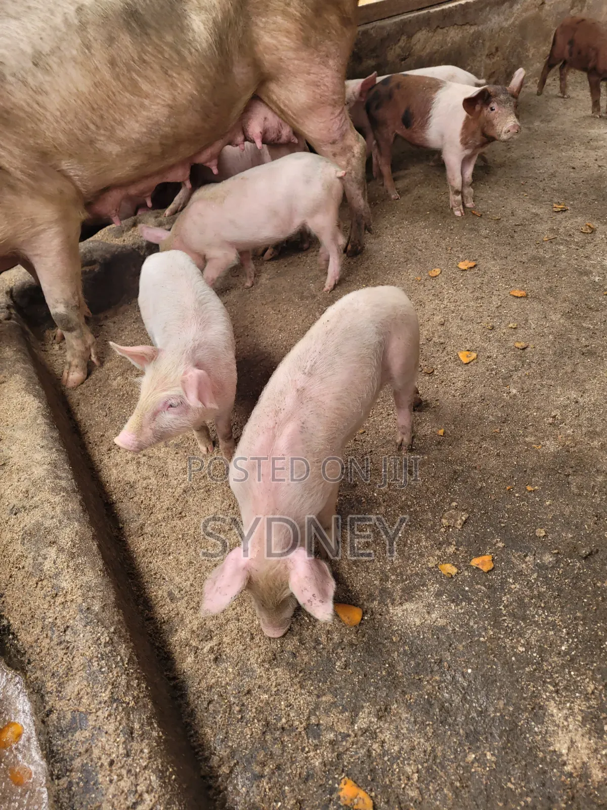 Piglets for Sale
