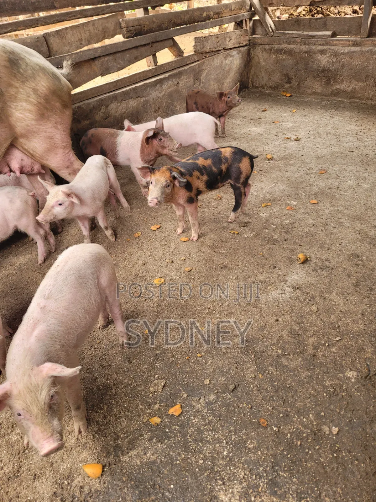 Piglets for Sale