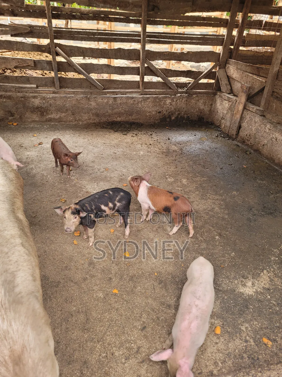 Piglets for Sale