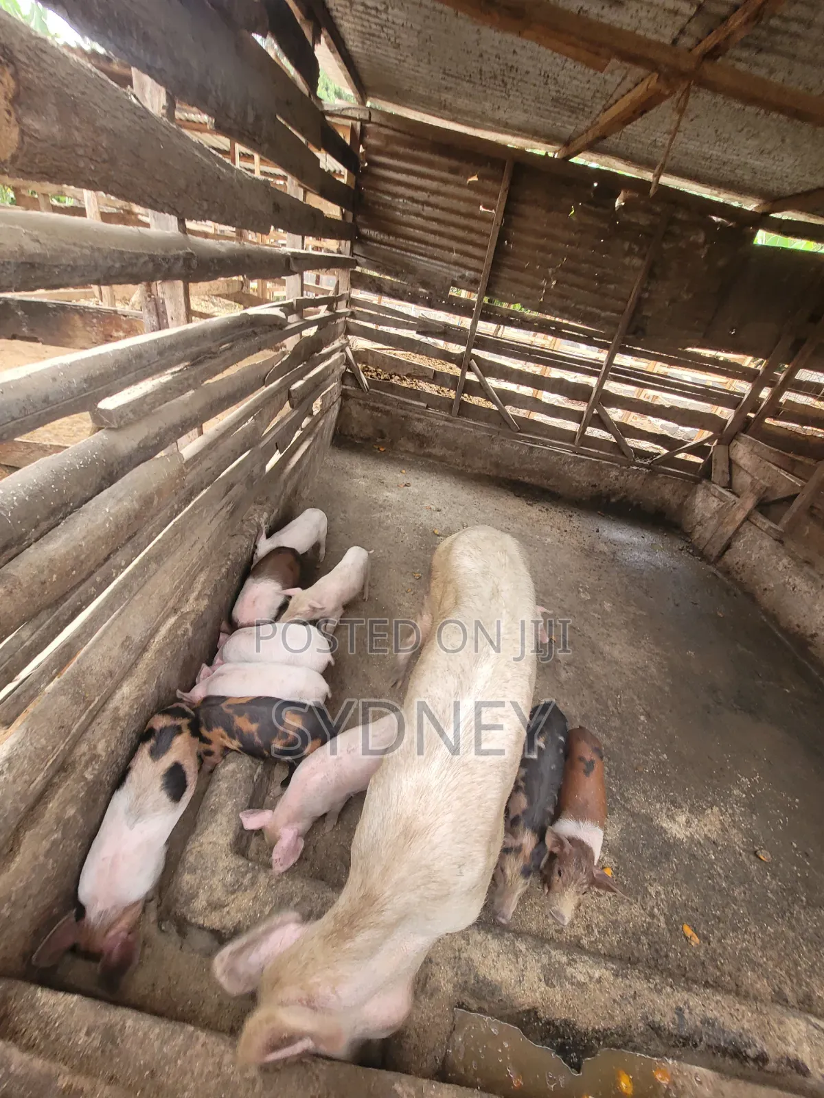 Piglets for Sale