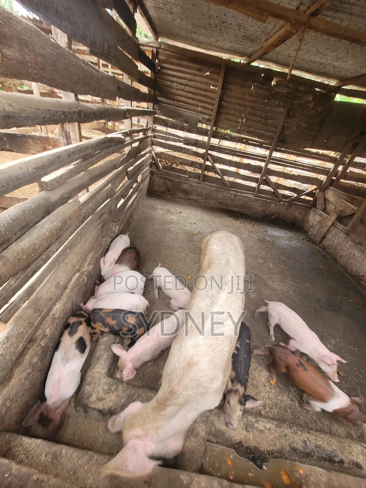 Piglets for Sale