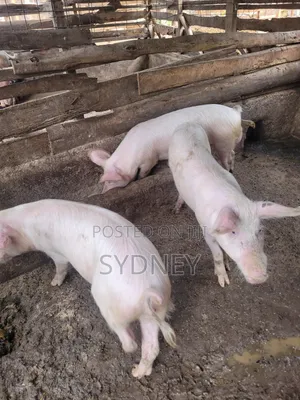 Pigs for Sale