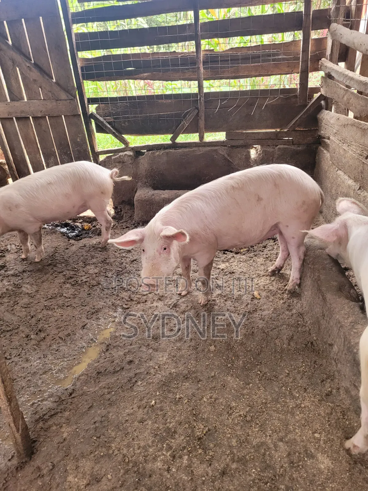 Pigs for Sale