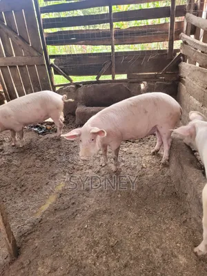 Pigs for Sale