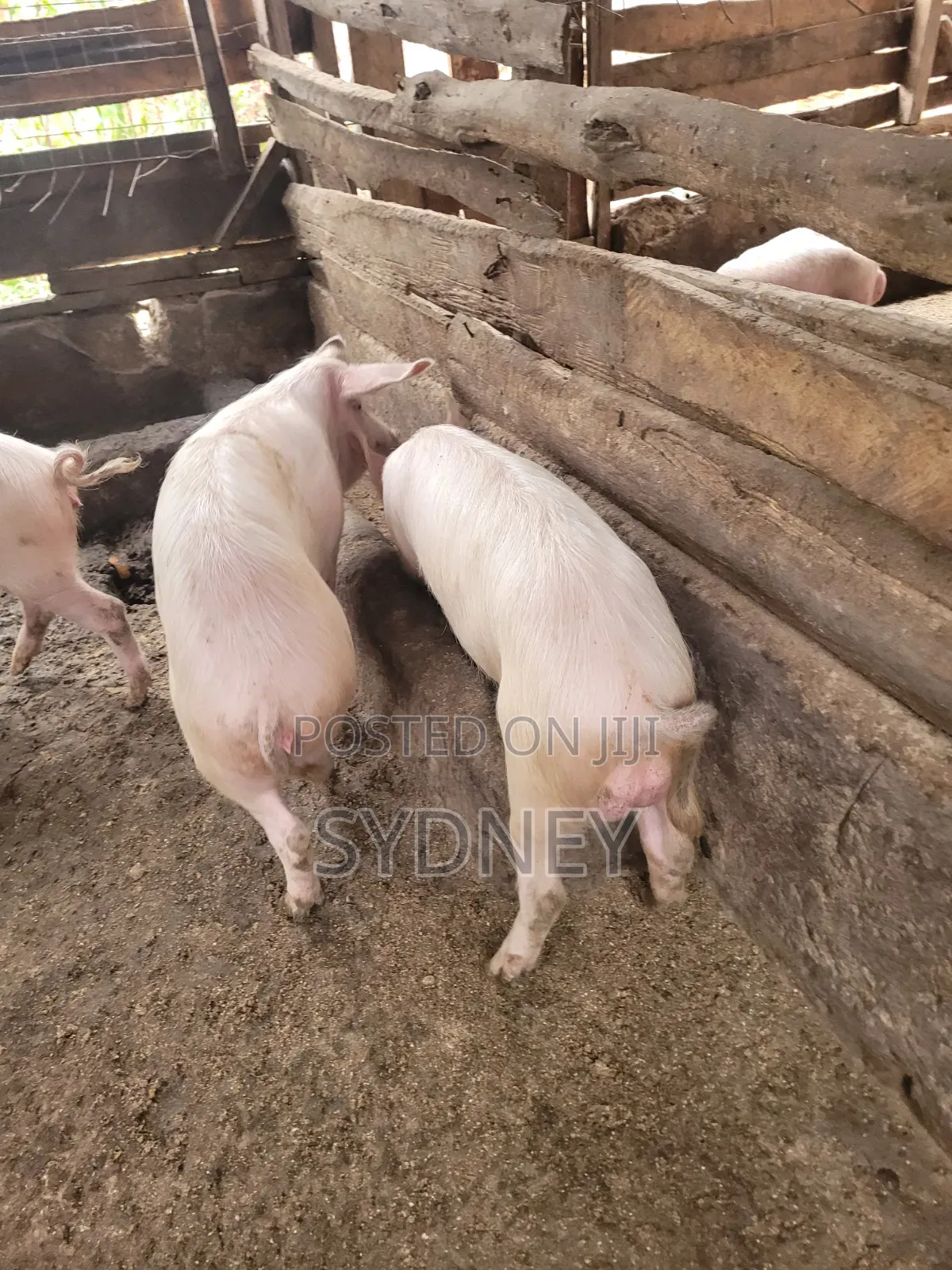 Pigs for Sale