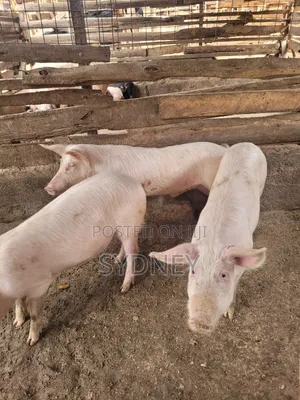 Pigs for Sale