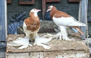 Reverse Wing Pigeon