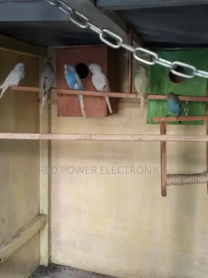 Young Budgies