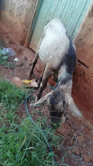 Male 7 Months Goats