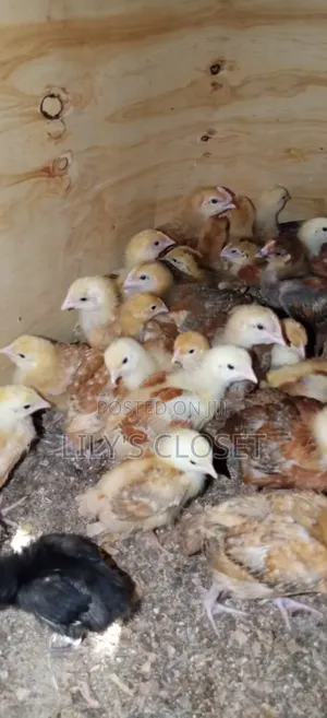 Sell of Chicks From 3 Weeks Old