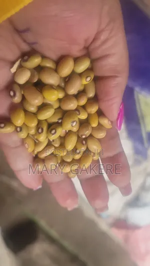 Yellow Beans