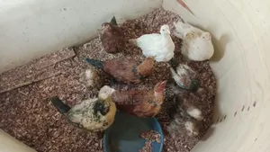 Pure Kienyeji Chicks