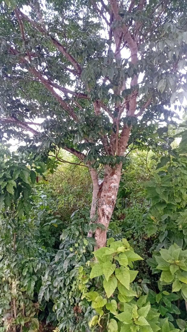 2nd Row's End 1/4 Acre Plot Size in Galu Beach - thumbnail 2