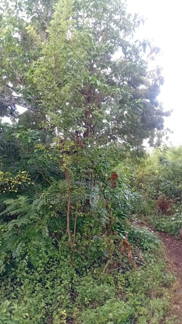 2nd Row's End 1/4 Acre Plot Size in Galu Beach