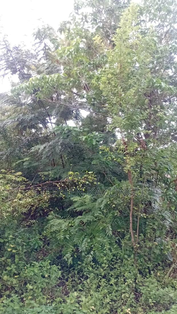 2nd Row's End 1/4 Acre Plot Size in Galu Beach - thumbnail 5