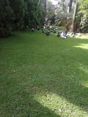Poultry Pigeons