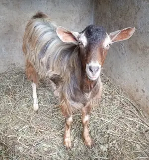 Goat : Semen for A.I. 5 Straws.
