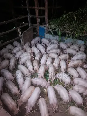 Farming Pig Sell Pig Lets
