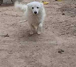 6-12 months Male Purebred Japanese Spitz