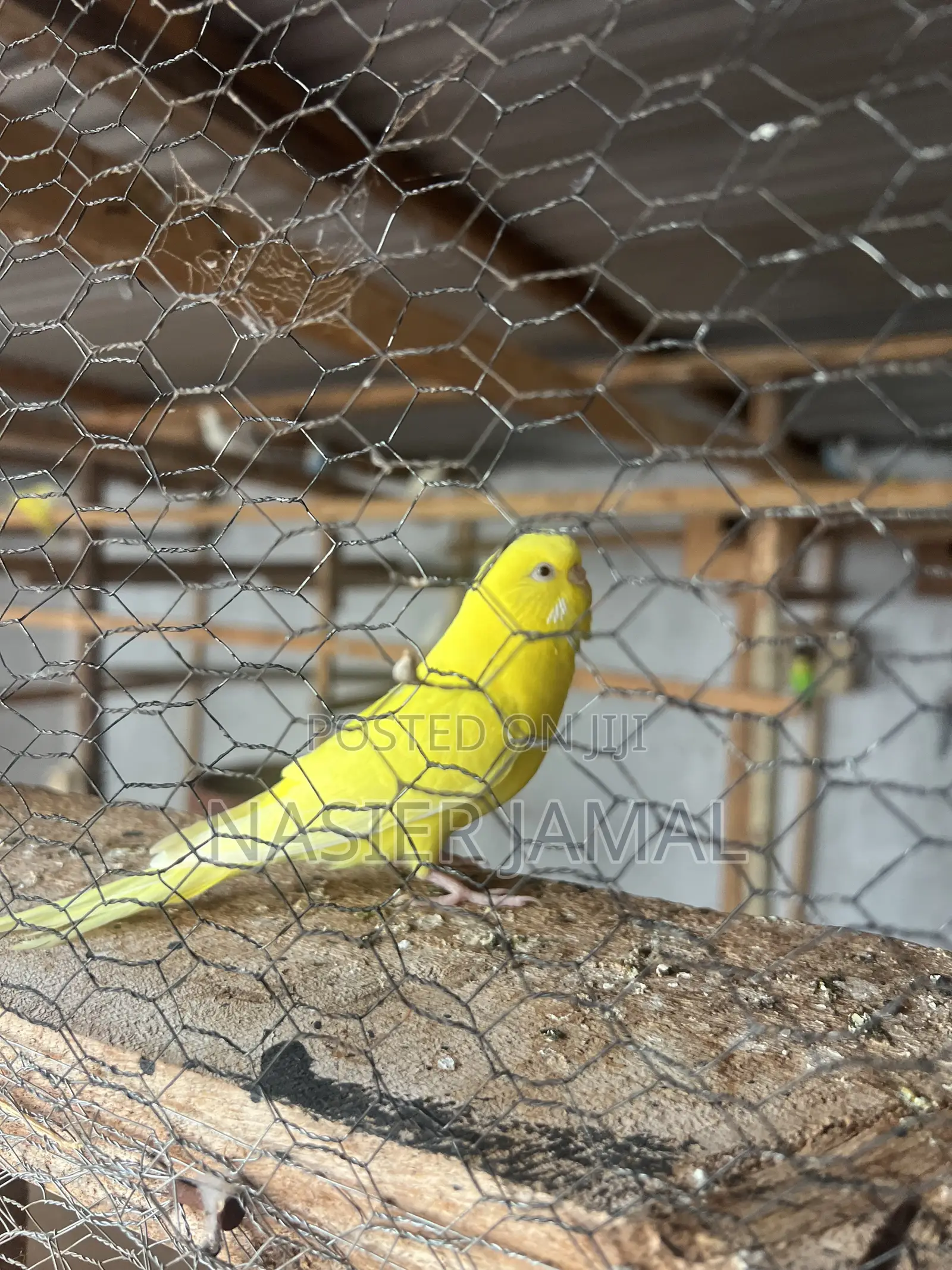 Budgie Yellow Lutino